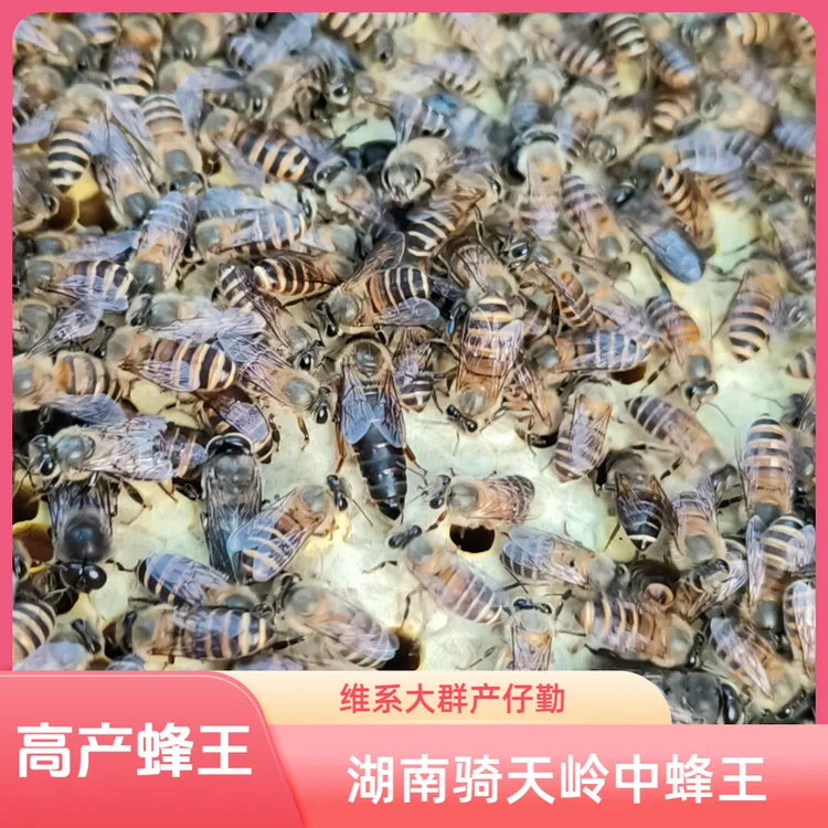 中蜂王交尾土蜂王产卵蜂王蜜蜂王蜂王处王新开产王产子王蜂王笼