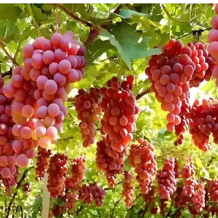 【中国红玫瑰2年苗】高抗盆栽地载阳台庭院一个月内死苗补发