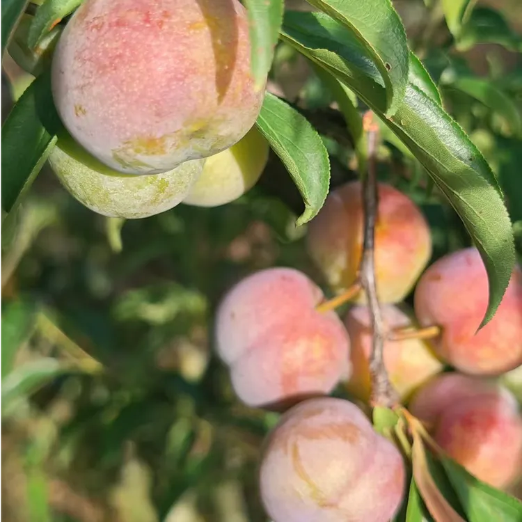贵州正安九曲脆红李