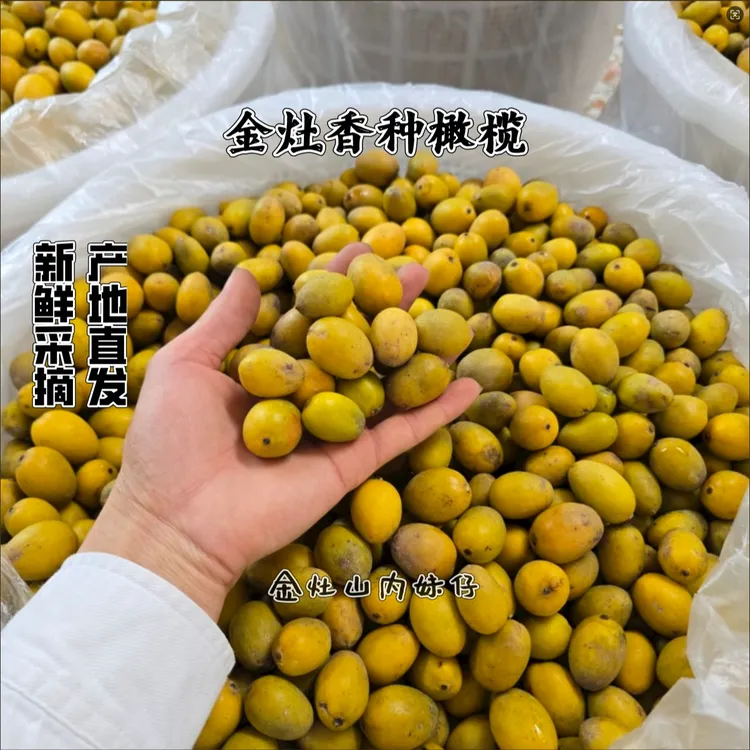 金灶香种橄榄新鲜采摘回甘香生吃煲汤 泡酒 净含量500G包邮