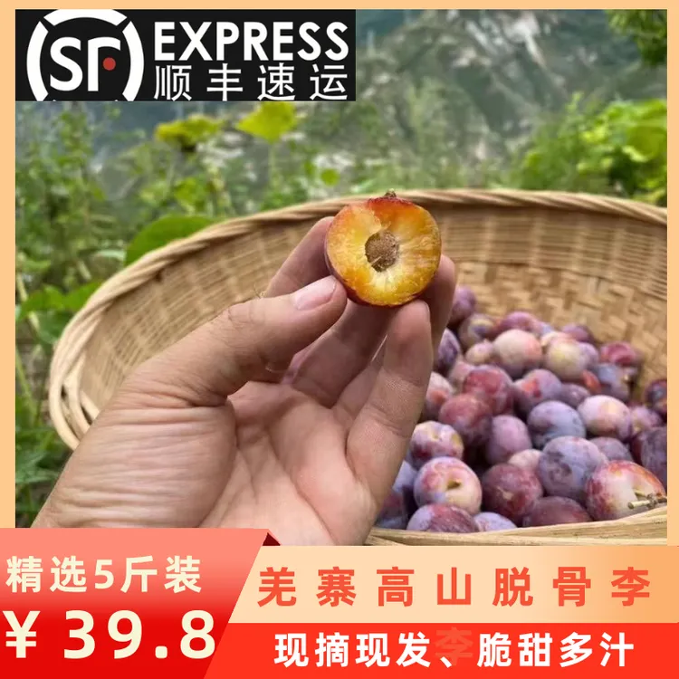 【顺丰包邮】四川阿坝羌寨脱骨李子5斤装应季水果采摘红脆李多汁