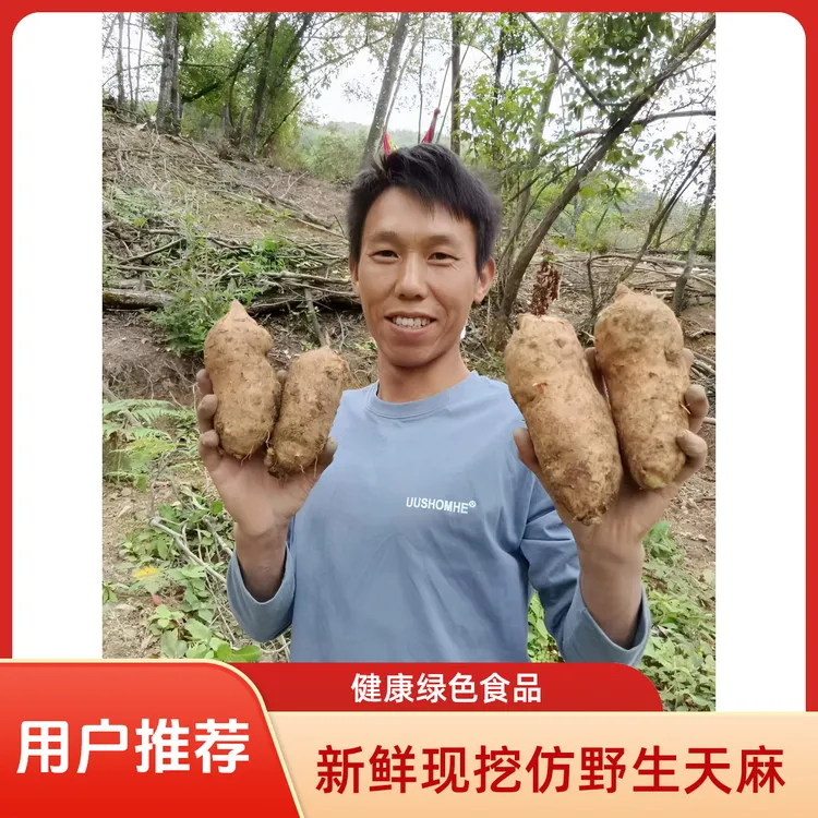 热销神农架新鲜带泥天麻高山林下种植产地湖北高山天麻炖汤