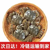 【活蟹】全母蟹1.3-1两/只 盘锦河蟹16-18只 1.8斤 京东次日达