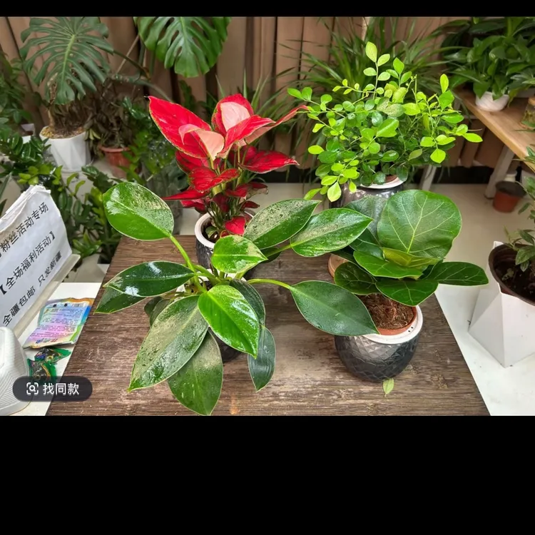【新疆包邮】水培绿植四件套家居净化空气2