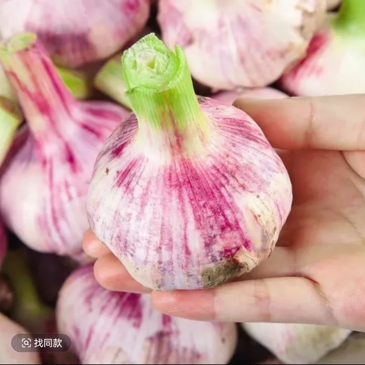 25年新大蒜鲜蒜新鲜 湿蒜红皮大蒜白紫皮蒜 糖蒜醋蒜腌制鲜蒜头 