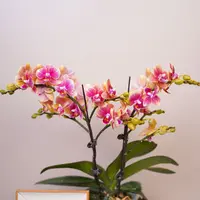 朝暮里蝴蝶兰（3.0寸）【金蝶】带花带花苞发货