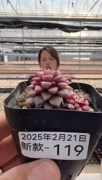 【闪购商品】新款多肉-119
