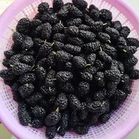 高原桑葚干500g包邮