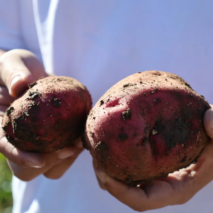 宁夏张易/西吉红皮黄心土豆新鲜现挖露天种植农家自种蔬菜