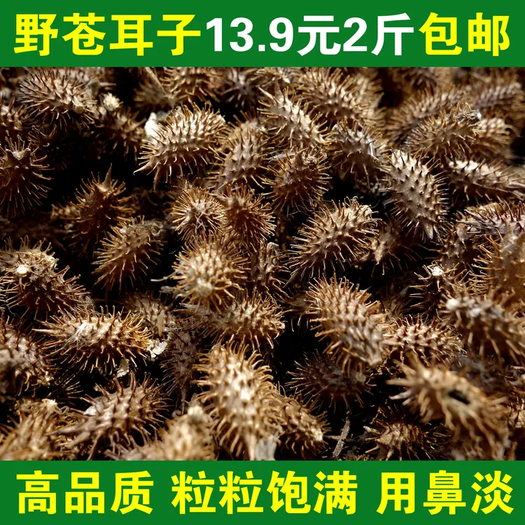 野生苍耳子成熟带刺苍耳种子粉中药材苍耳油流鼻涕鼻塞毛苍子泡脚