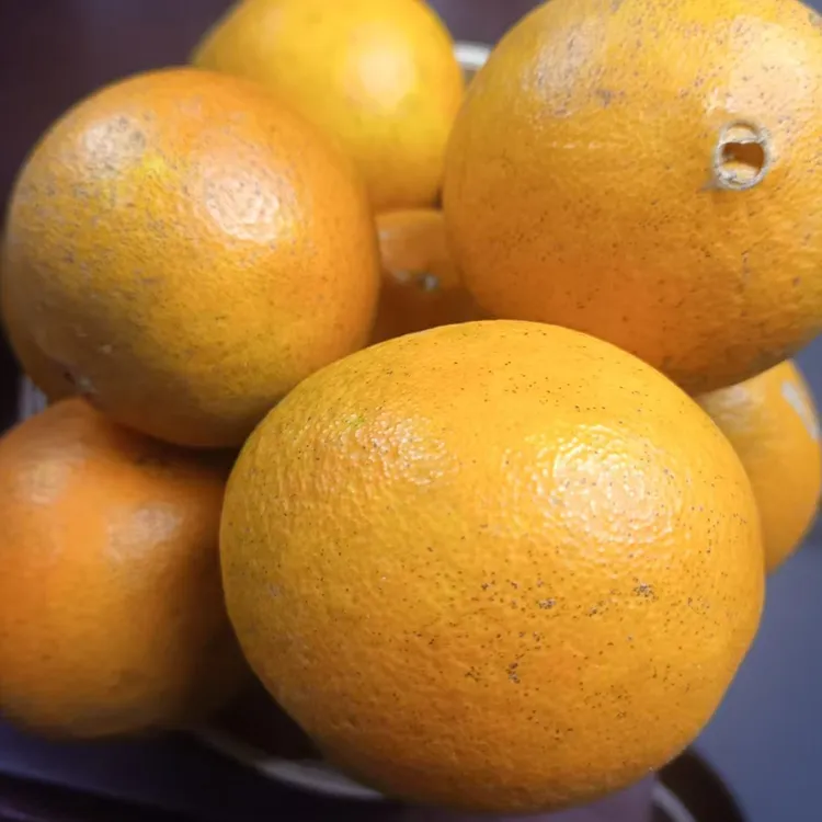 (坛坪村助直播间）农户家种植的橙子、南丰蜜桔、金钱桔、本地桔子