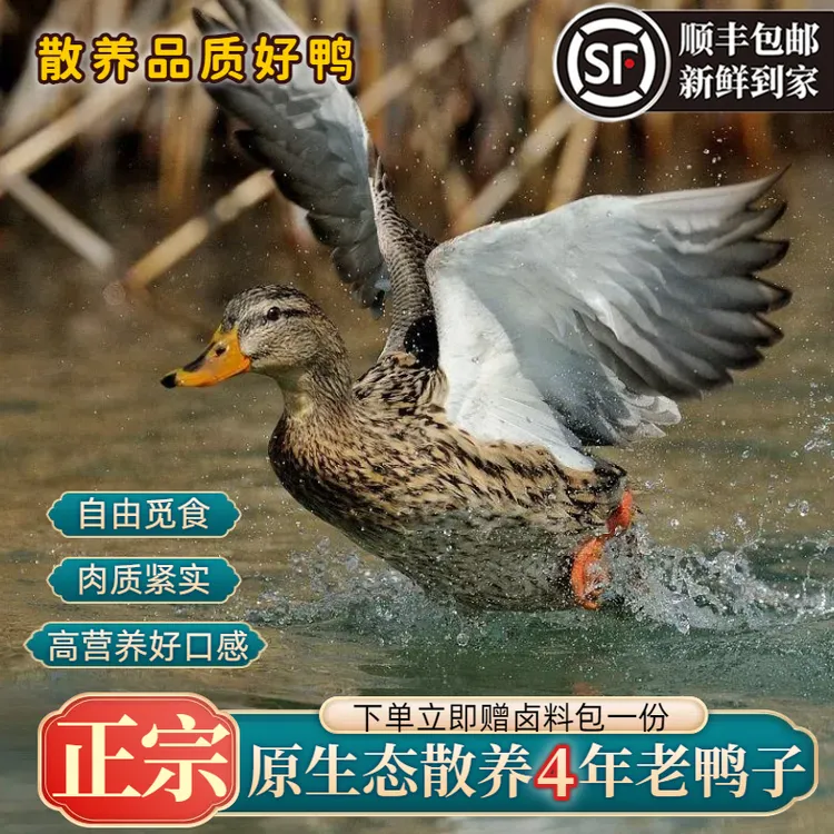 【真老鸭】土鸭整只农家散养新鲜宰杀鸭子煲汤营养净重5.5-6斤顺丰
