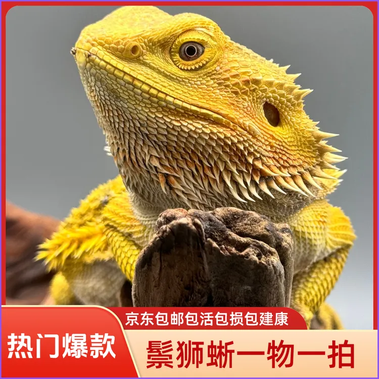 黄系柑橘鬃狮蜥活体宠物直播间选购一物一拍饲养蜥蜴爬宠沉木