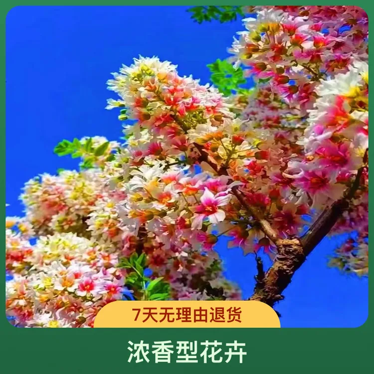 文冠花文冠果树苗庭院盆栽浓香型室内阳台观赏好养活花卉老桩绿植