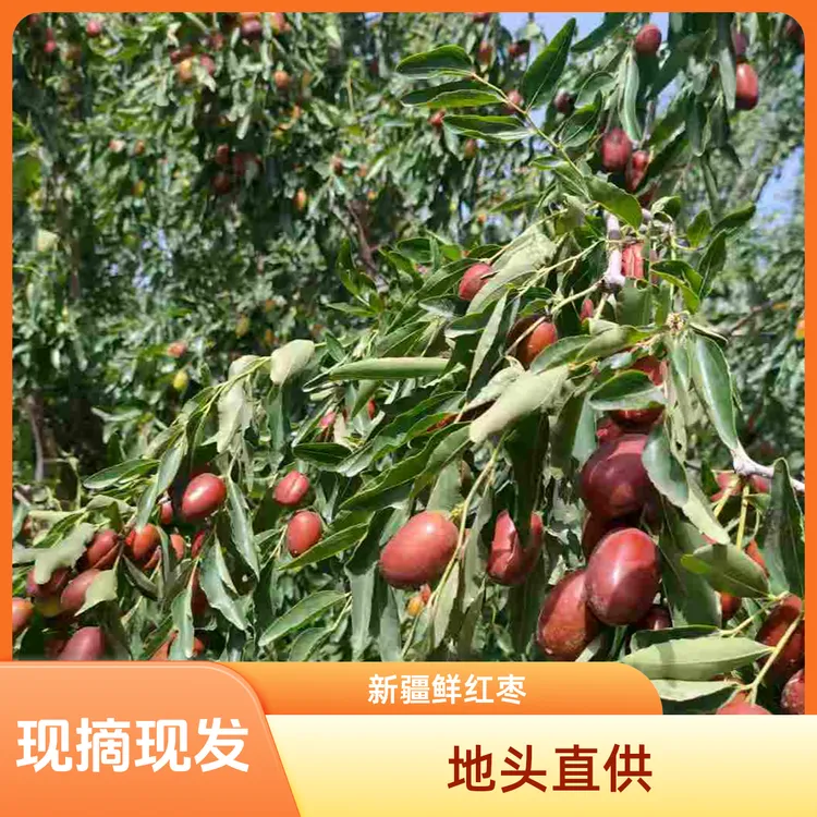 【地头直播直发】新疆鲜灰枣新鲜采摘坏果包赔原产地直供