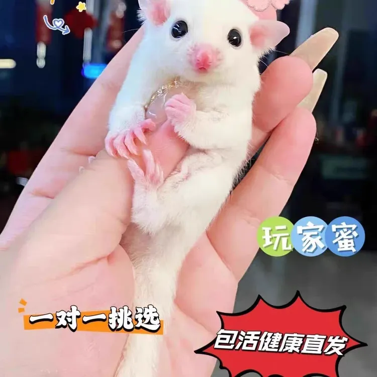 蜜袋鼯家养活体活宠幼崽活体小蜜奶蜜小蜜【拍下请联系客服挑选】