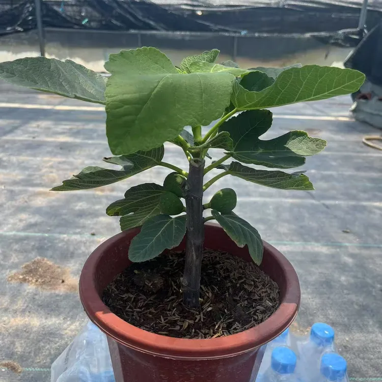 （青皮）无花果盆栽甜度高皮薄肉多人称树上的糖包子好养易活