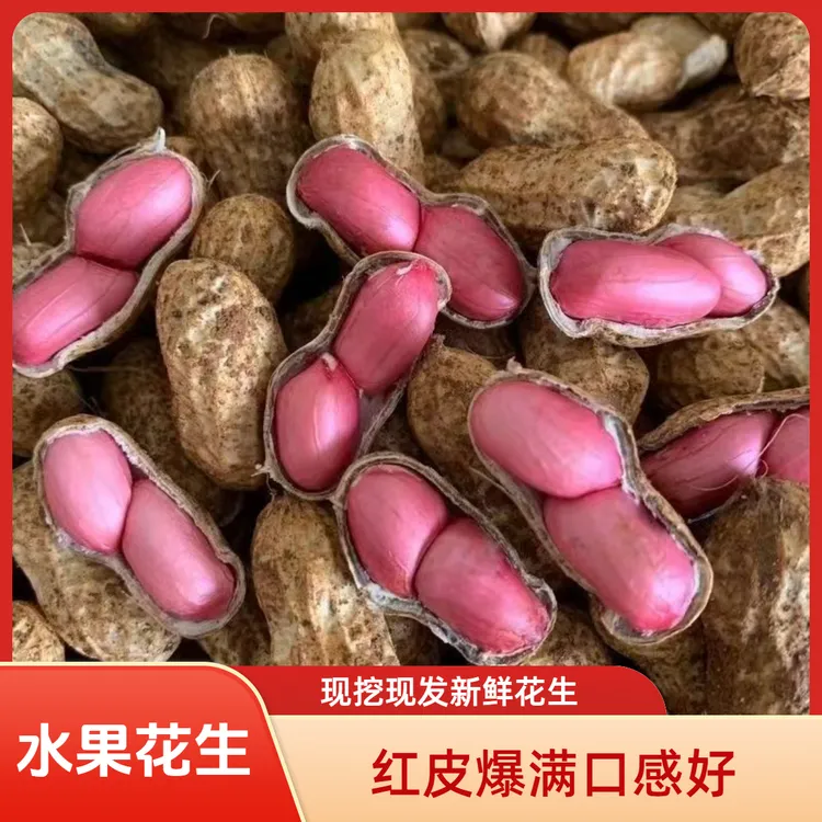 水果花生河南新鲜红皮花生带壳湿花生农家自种红衣花生水煮生花生