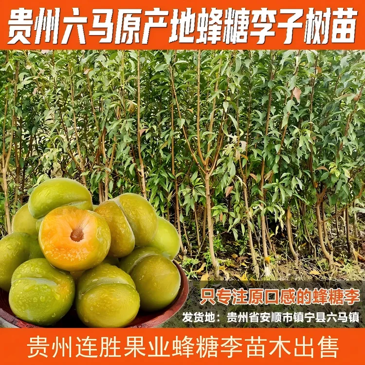 贵州六马蜂糖李一代嫁接苗果树果苗盆栽认准原产地直发李子商品图