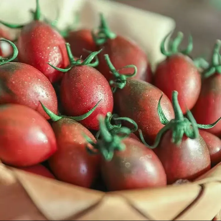 新鲜采摘紫弹头小番茄圣女果酸甜多汁当季水果露天种植商品图