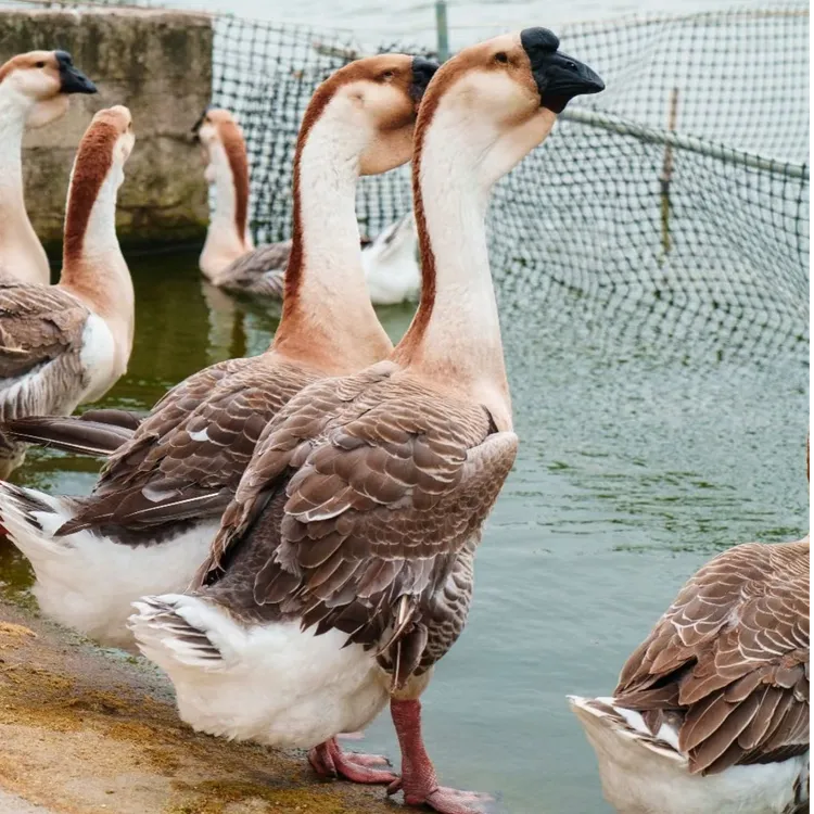 三两左右 狮头【娥】幼苗顺丰包邮到家宠物