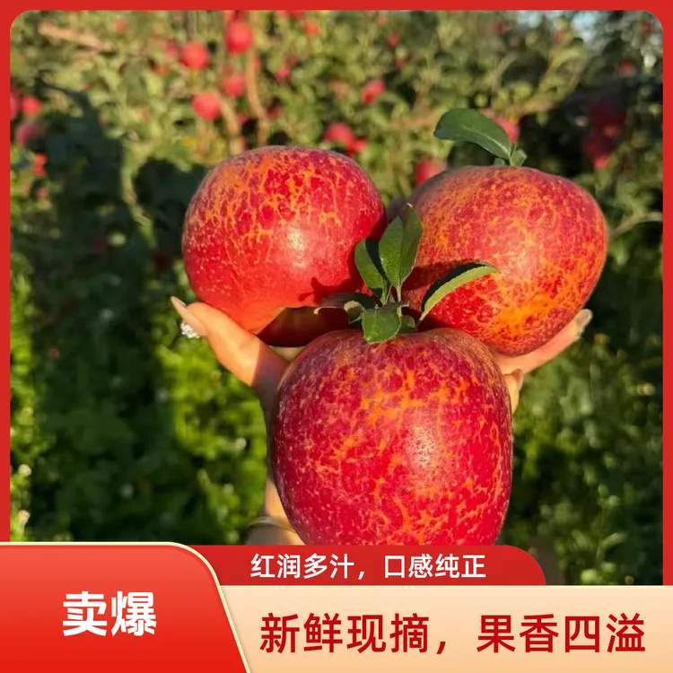 云南昭通冰糖心丑苹果新鲜应季水果红富士