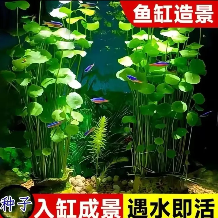 【铜钱草种子】家庭阳台小院盆栽地栽四季种植