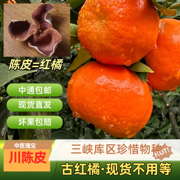 正宗重庆万州古红桔鲜果产地直发陈皮原料（中通包邮）