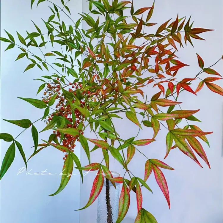 早安花园~南天竹果  室内观赏性花材