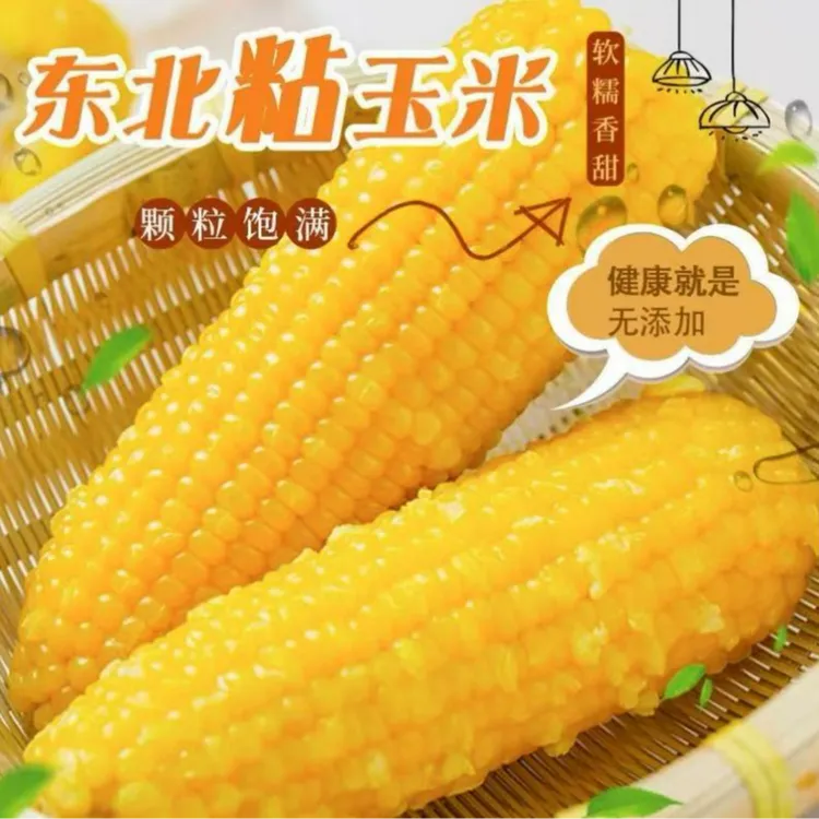 【整箱9-10斤】25年东北黄香甜糯玉米单根300-380g大棒14根试吃5根