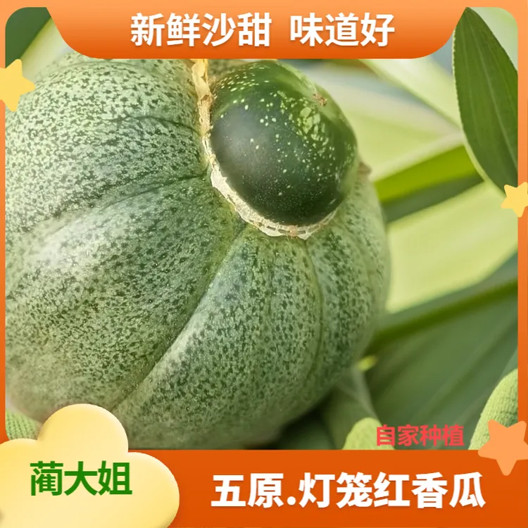 内蒙古特产五原县灯笼红香瓜皮脆瓤沙香气十足