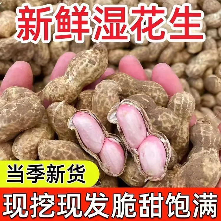 新鲜现挖带壳带泥湿花生可水煮生吃农家自种当季新花生