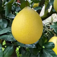 广西红心蜜柚当季水果现摘现发三红柚清甜多汁皮薄肉厚新鲜红肉柚