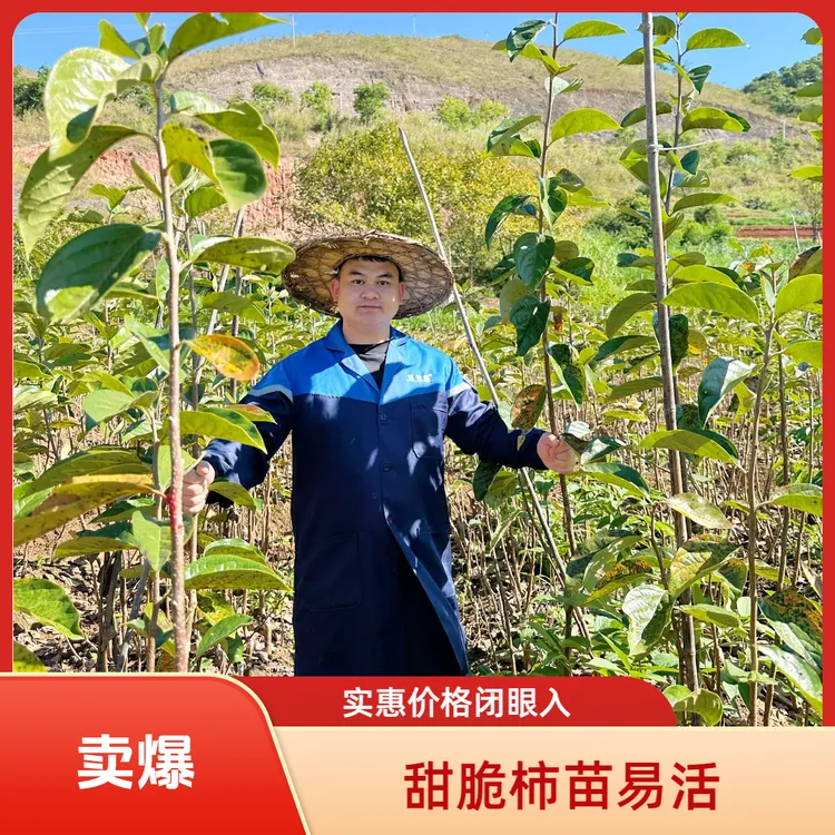 云南保山正宗甜脆柿无核次郎甜脆柿易成活基地直发果树苗果树苗木