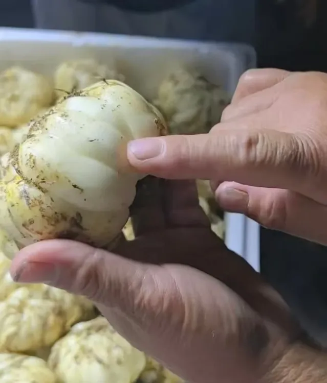 新鲜现挖中果龙牙百合口感粉糯香甜产地直发（坏果包赔）