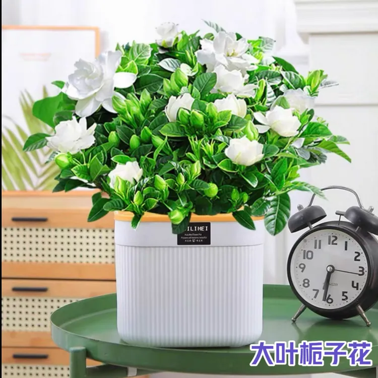 大叶栀子花盆栽栀子花室内客厅阳台庭院水培土培花卉绿植开花种植商品图