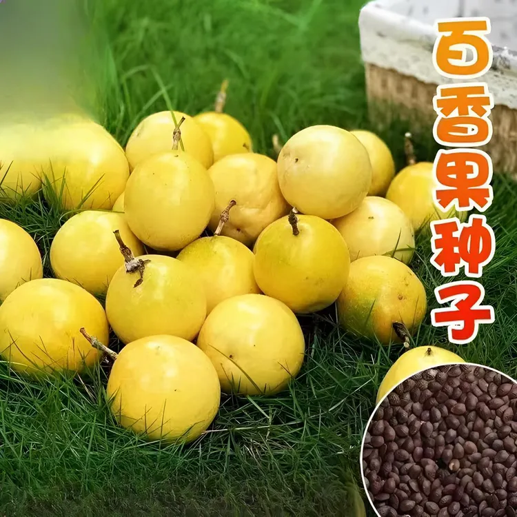 【黄金百香果种子】满天星百香果四季播阳台盆栽百香果种子