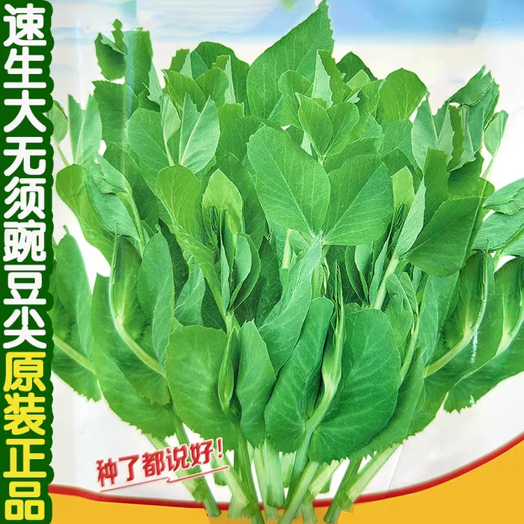 无须豌豆尖种子多次采收老品种速生豌豆苗芽豌豆颠种籽蔬菜种子孑