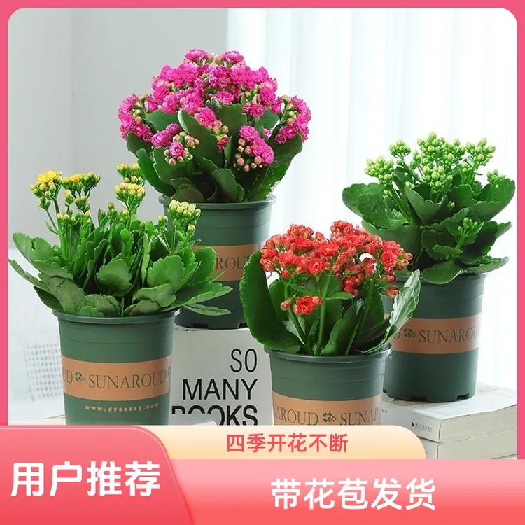 【带苞发货】长寿花盆栽花卉重瓣懒人阳台室内绿植四季开花好养鲜花