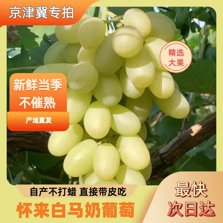 【山西 河南 辽宁 山东专拍】怀来白马奶葡萄超甜现摘现发