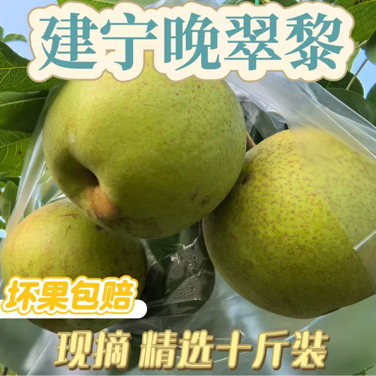 建宁晚翠梨新鲜梨子10斤当季现摘薄皮青梨脆梨超甜应季水果