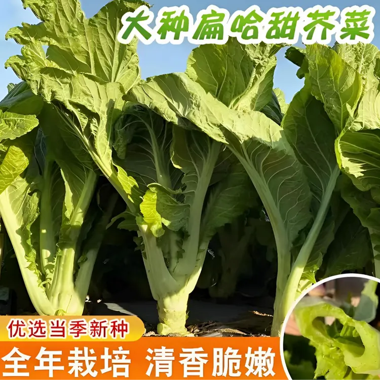 【大叶甜芥菜种子】阳台庭院四季盆栽种植农家菜园地芥兰蔬菜种籽