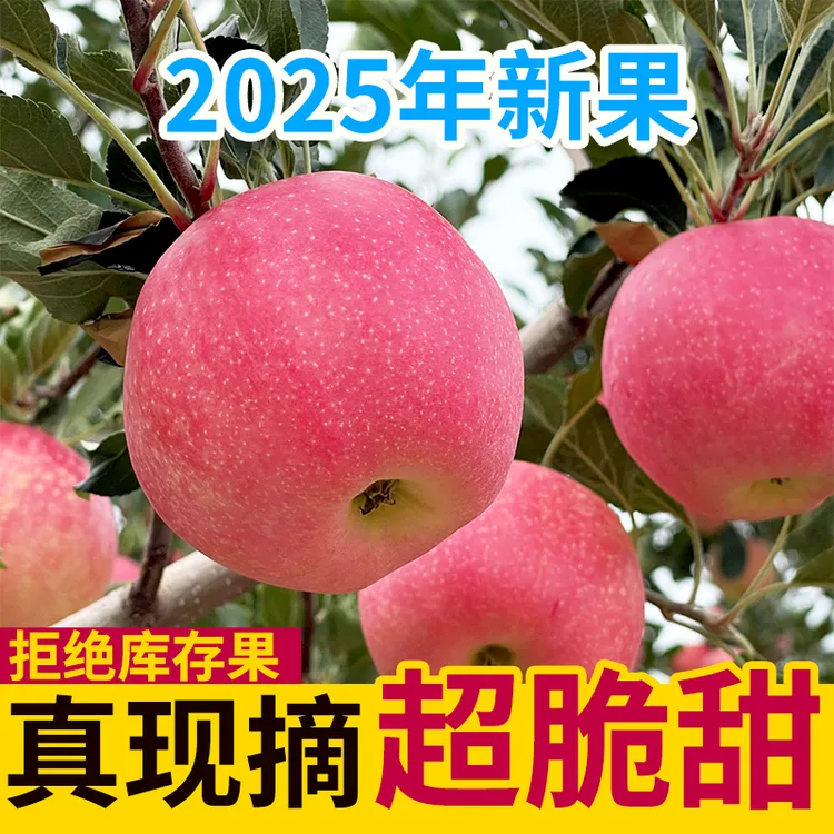 25年甘肃夏季早富士苹果新苹果水果脆甜可口5-10斤产地直发