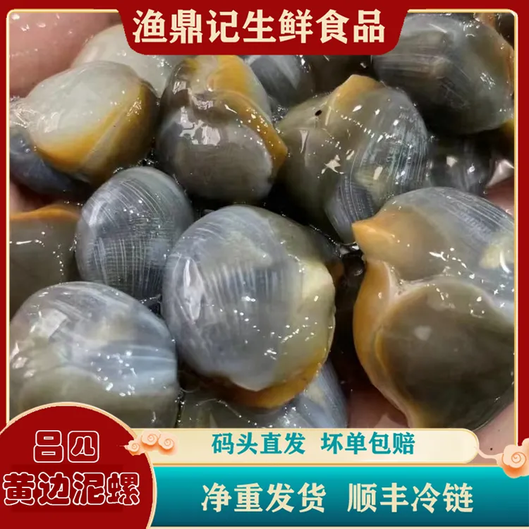 正宗启东吕四新鲜 黄泥螺  可鲜发可腌制 江浙沪皖顺丰包邮