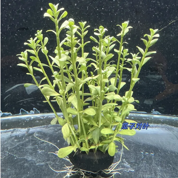 《瓜子对叶》水草小对叶水草适合鱼缸后景 美化鱼缸 皮实耐造
