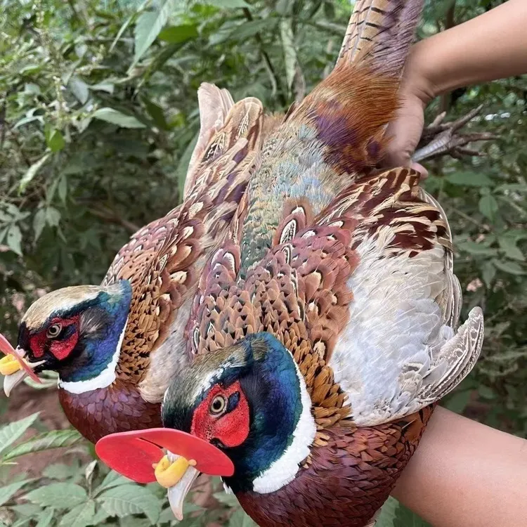 【青青专属】大山散养成年七彩山鸡五谷喂养京东包邮