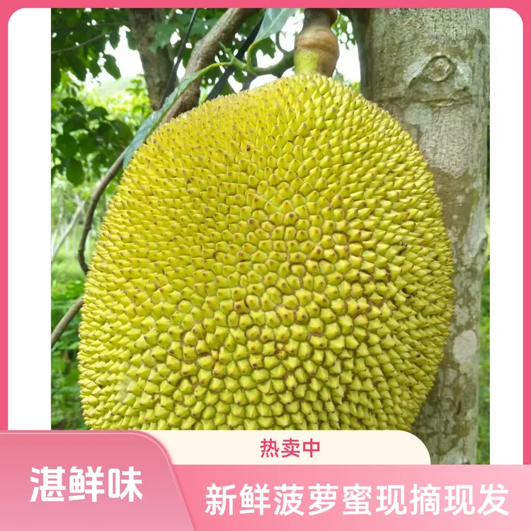[湛鲜味】湛江当季无胶菠萝蜜新鲜水果波罗蜜纯甜非海南6-8斤一个