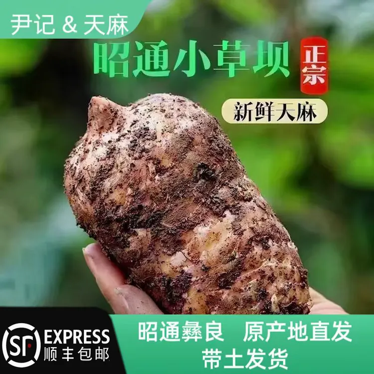 【小草坝新鲜天麻】云南昭通林下仿野生种植三年麻带泥发货顺丰包邮