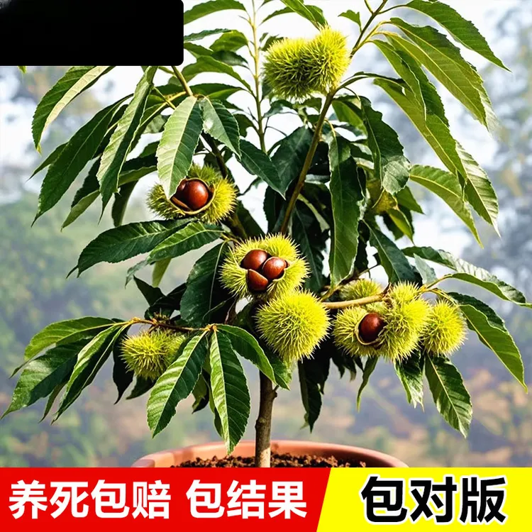 板栗树苗迁西板栗锥栗树果苗嫁接大红袍盆栽栽南北方种植当年结果