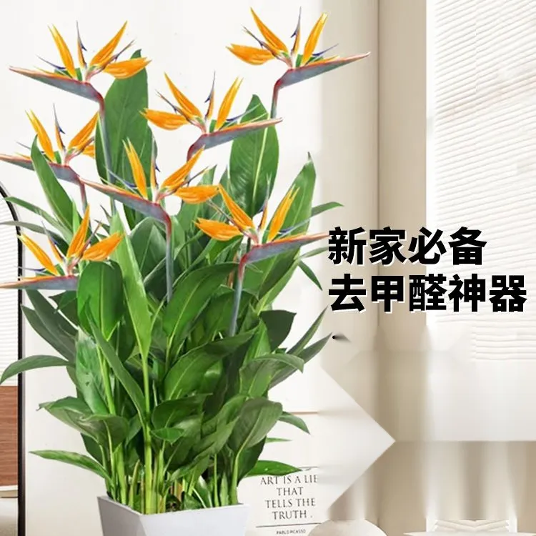富贵鸟盆栽客厅办公室内大型绿植天堂鸟四季花卉植物新家用吸甲醛